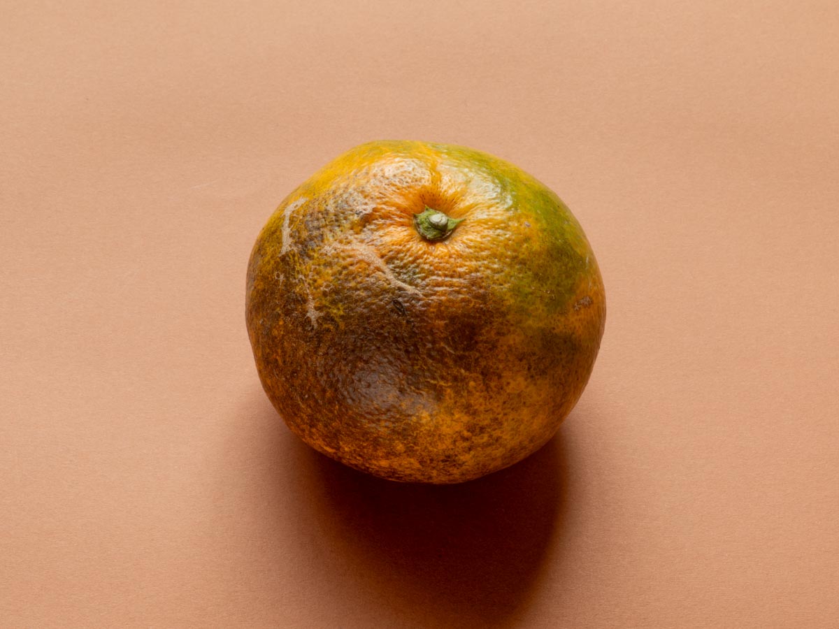 やけみかん 10kg