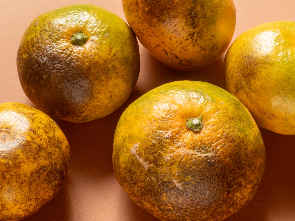 やけみかん 10kg - 画像 (11)