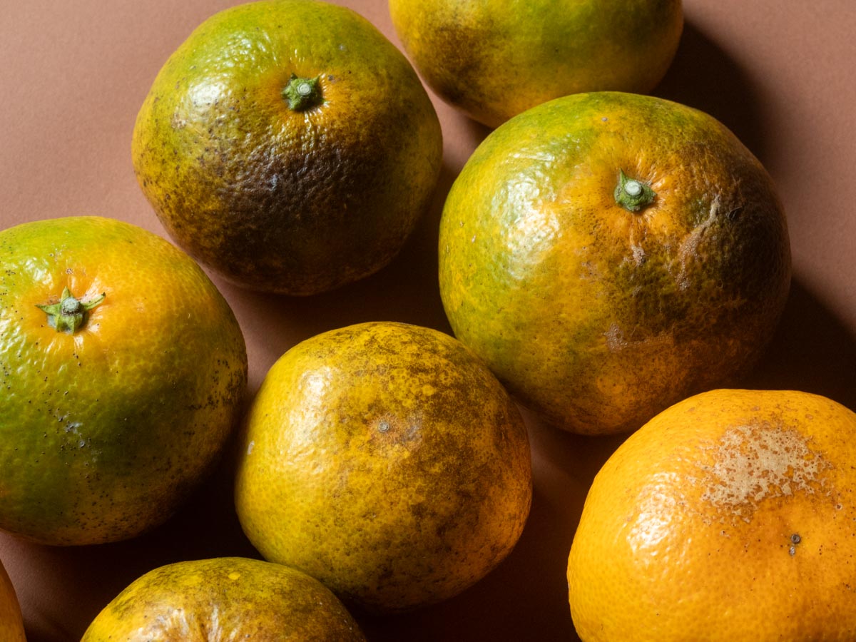 やけみかん 10kg - 画像 (9)