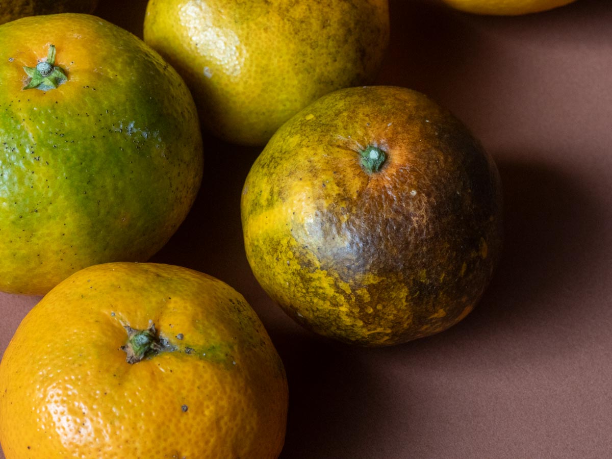 やけみかん 10kg - 画像 (8)