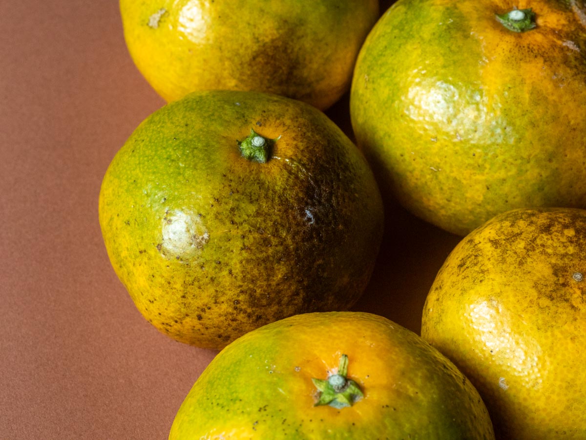 やけみかん 10kg - 画像 (7)