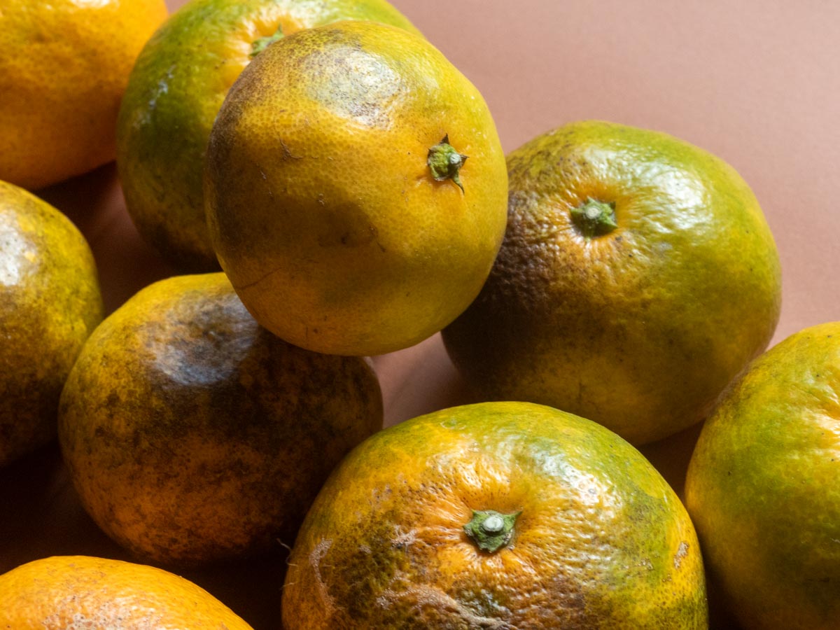 やけみかん 10kg - 画像 (6)