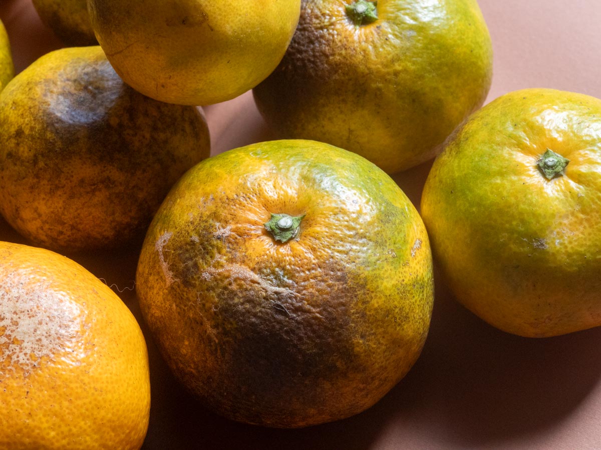 やけみかん 10kg - 画像 (5)