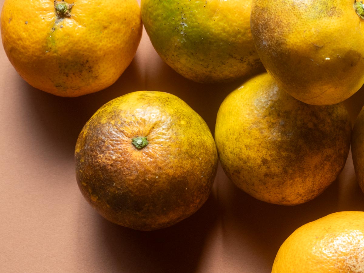 やけみかん 10kg - 画像 (4)