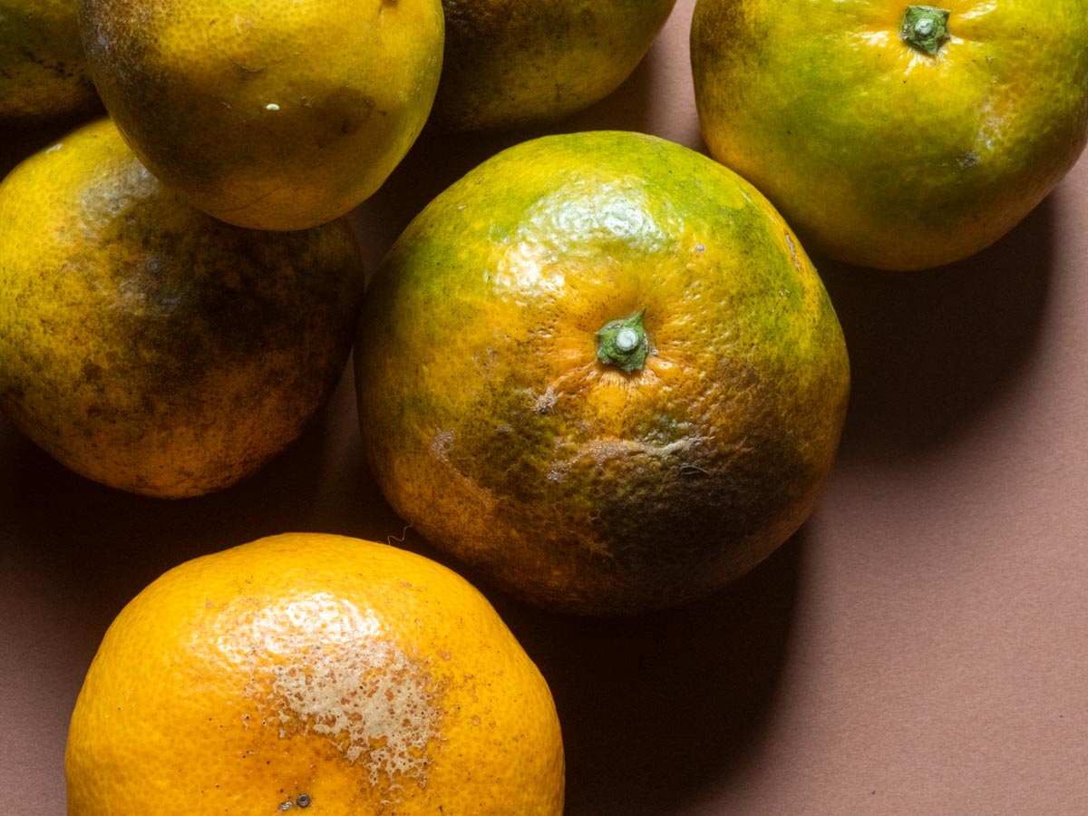 やけみかん 10kg - 画像 (3)