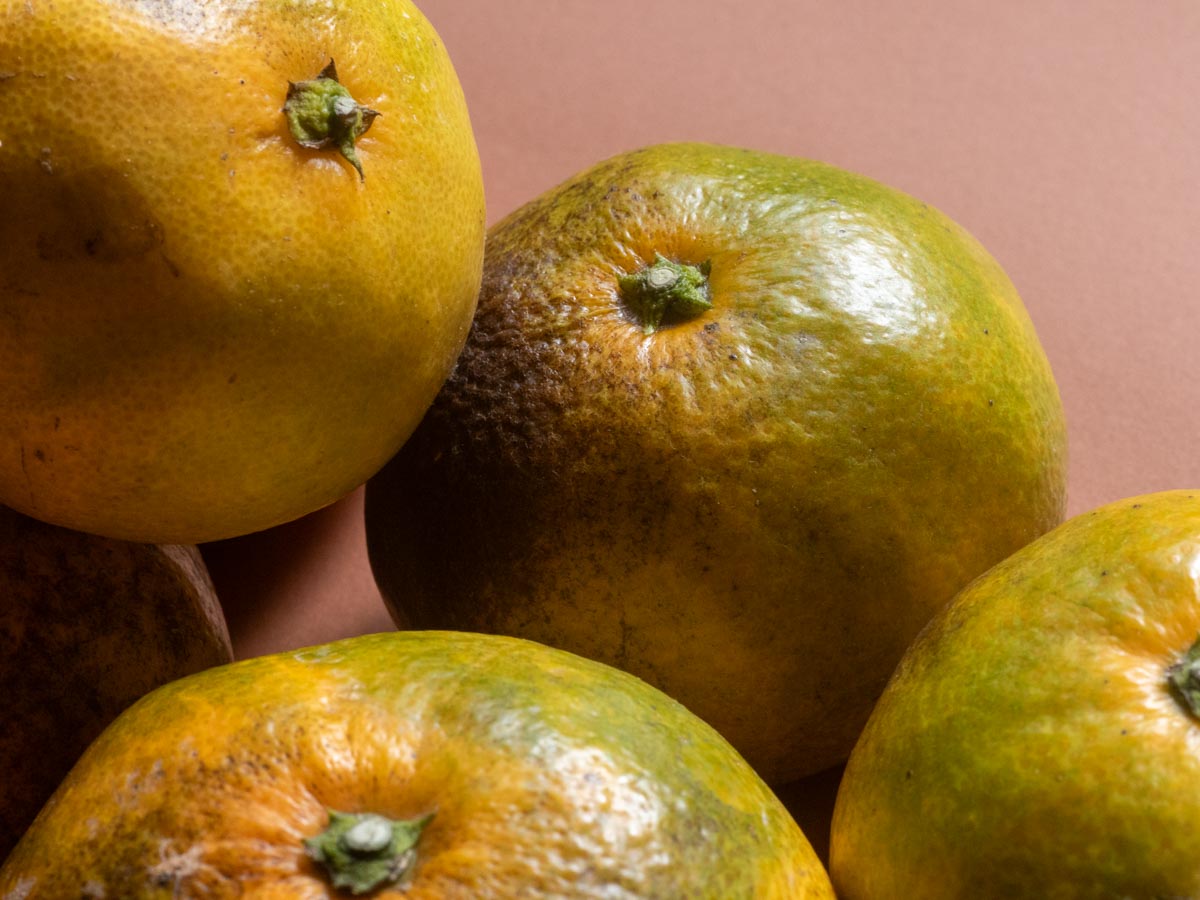 やけみかん 10kg - 画像 (2)