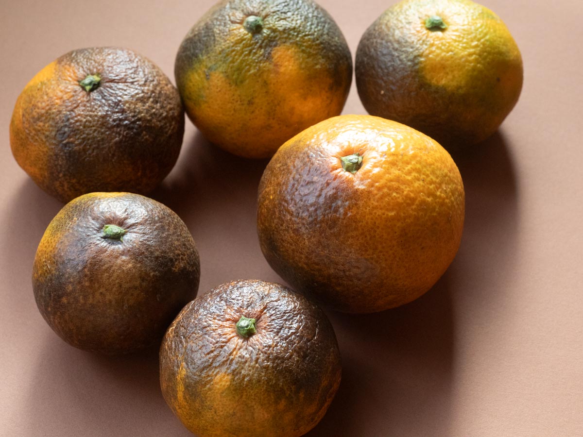 やけみかん 10kg - 画像 (2)