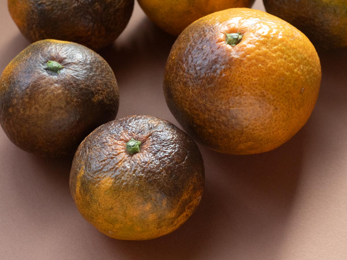 やけみかん 10kg - 画像 (9)