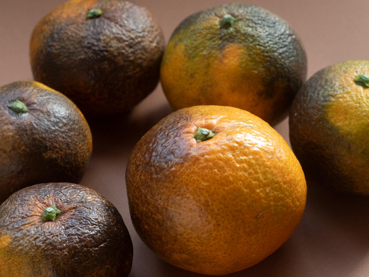 やけみかん 10kg - 画像 (8)