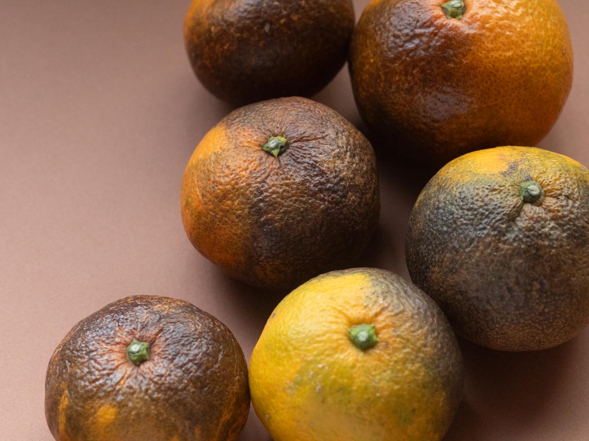 やけみかん 10kg - 画像 (7)