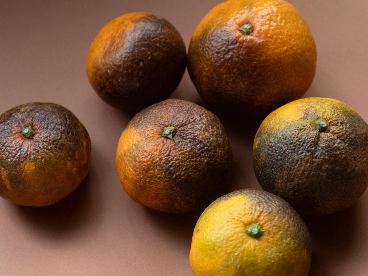 やけみかん 10kg - 画像 (6)