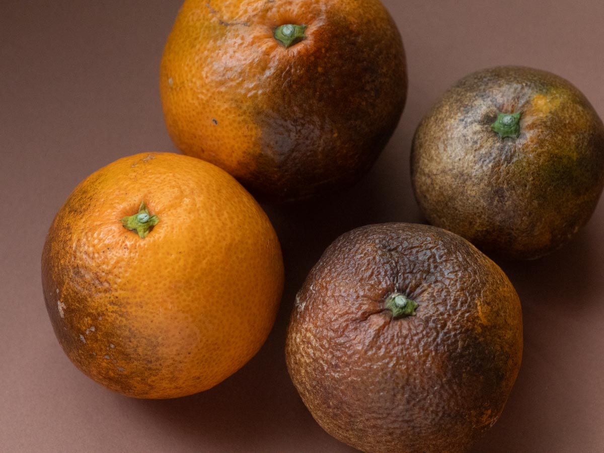 やけみかん 10kg - 画像 (5)